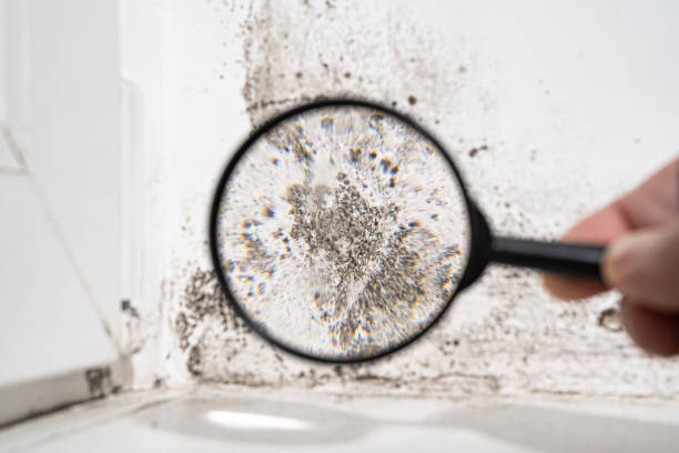 Environmental Consulting for Mold Prevention in Somerset, MD